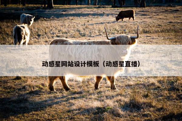 动感星网站设计模板（动感星直播）