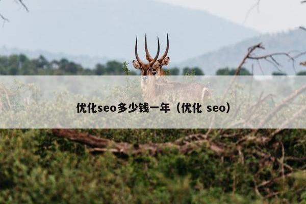 优化seo多少钱一年（优化 seo）