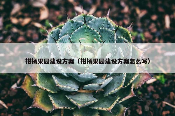 柑橘果园建设方案（柑橘果园建设方案怎么写）